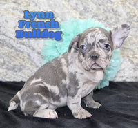 Lynn Male AKC French Bulldog $1500