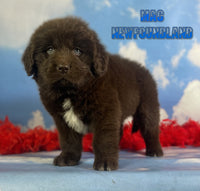 Newfoundland