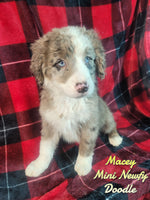 Macey Female Mini Newfy Doodle $1000