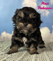 Maci Female Peekapoo $1525