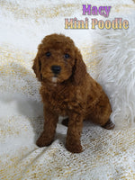 Macy Female AKC Mini Poodle $795