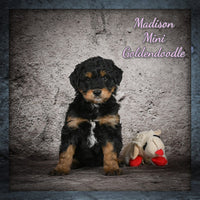 Madison Female Mini Goldendoodle $1350