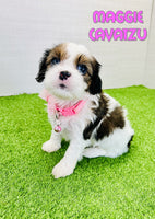 Maggie Female Cavatzu $895