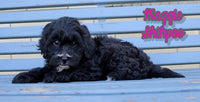Shihpoo