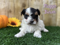 Maggie Female Biewer Terrier $2800