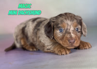 Magic Male ACA Mini Dachshund $2625
