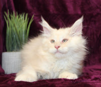 Maine Coon