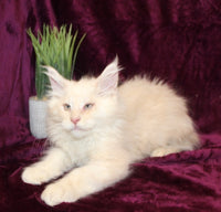 Maine Coon
