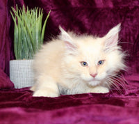 Maine Coon