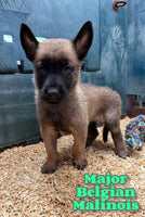 Major Male AKC Belgian Malinois $2500