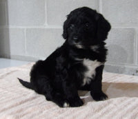 Bernedoodle