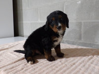 Bernedoodle