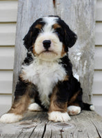 Bernedoodle