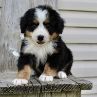 Bernedoodle