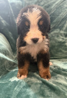 Bernese Mountain Dog