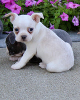Boston Terrier