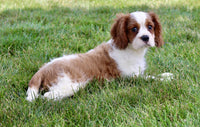 Cavalier