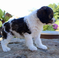 Cavapoo