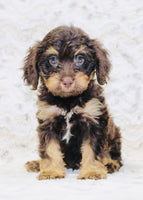 Cavapoo