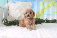 Cavapoo