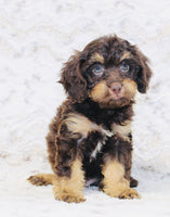 Cavapoo