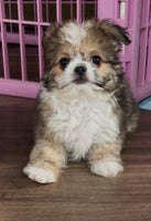 Shih-Chi