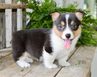Corgi Aussie Mix