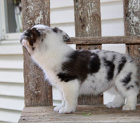 Corgi Aussie Mix