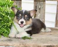 Corgi Aussie Mix