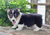 Corgi Aussie Mix
