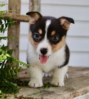 Corgi Aussie Mix