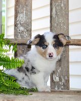 Corgi Aussie Mix
