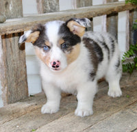 Corgi Aussie Mix