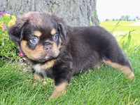 Fluffy French Bulldog