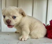Fluffy French Bulldog