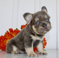 Fluffy French Bulldog