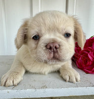 Fluffy French Bulldog