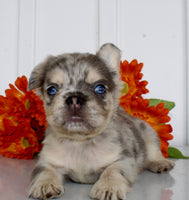 Fluffy French Bulldog