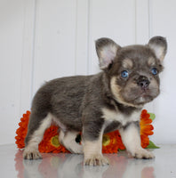 Fluffy French Bulldog