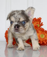 Fluffy French Bulldog