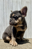 French Bulldog