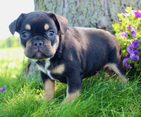French Bulldog