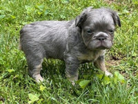 Fluffy French Bulldog