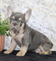 French Bulldog