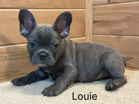 French Bulldog