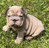 French Bulldog
