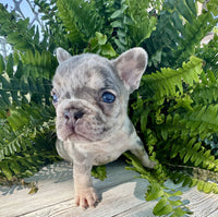 French Bulldog