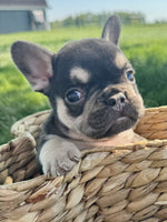 French Bulldog