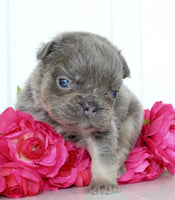 Fluffy French Bulldog