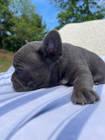 French Bulldog